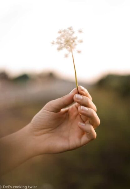 Dandelion Life