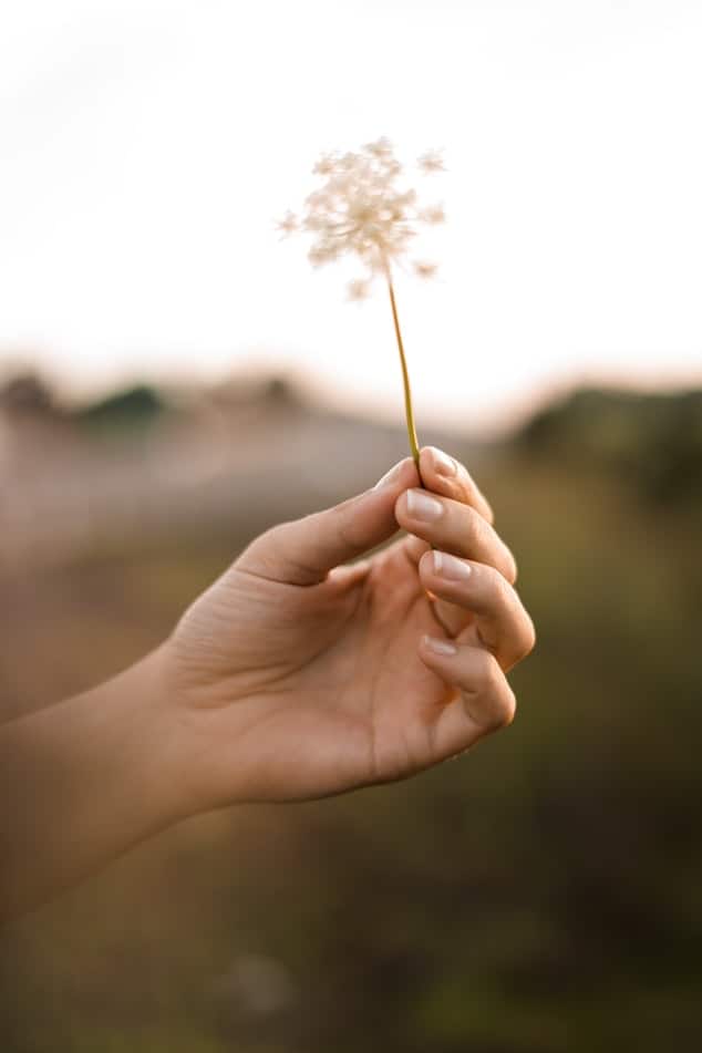 Dandelion