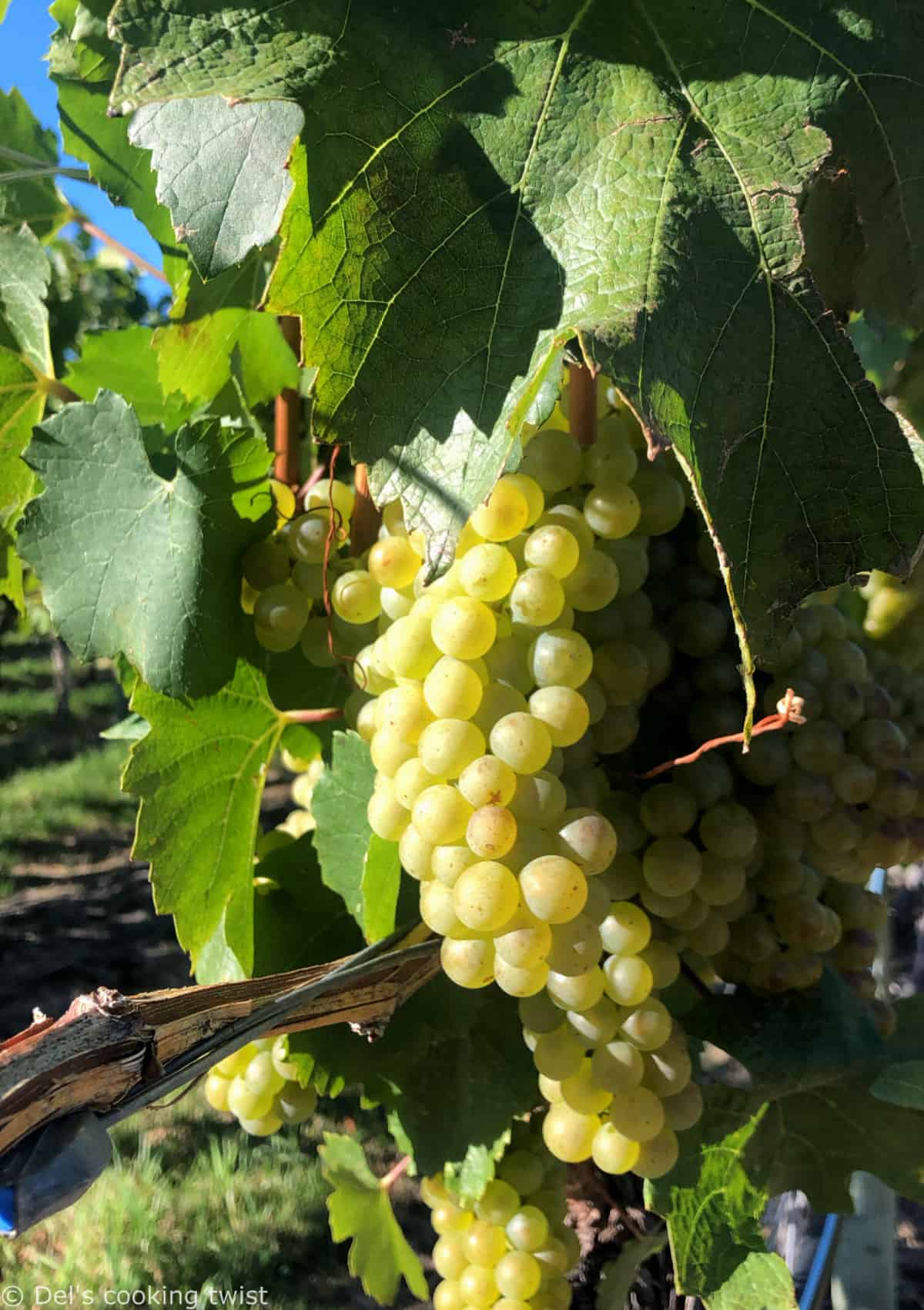 Okanagan Grapes