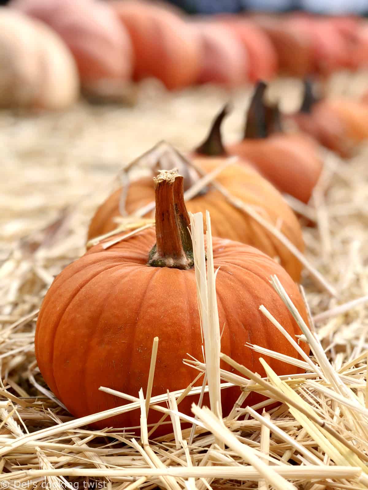 Pumpkin Patch Okanagan